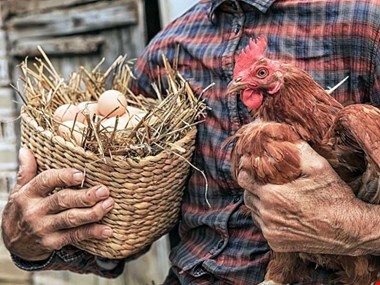 افزایش قیمت مرغ و تخممرغ رسما اعلام شد/ هر کیلوگرم مرغ ۷۳ هزار تومان هر شانه تخم مرغ ۱۰۰ هزار تومان