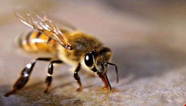 زهر زنبور عسل و خواصی درمانی بی‌کران!