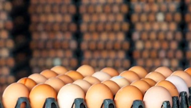 راهکارهای شناخت تخم مرغ سالم