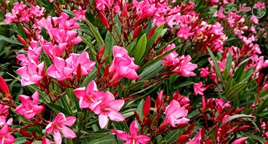 گل قشنگی که باعث ایست قلبی میشود