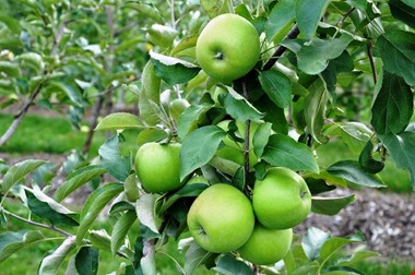 روند پیشگیری از دیابت با سیب سبز