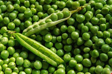 درمان فوری دیابت با این گیاه سبز رنگ!