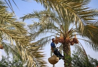 تولید ۲۰۰ هزارتن محصول از نخلستانهای بوشهر؛ صنایع تبدیلی گسترش یابد