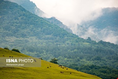 سهم هر ایرانی از جنگلها چه قدر است؟