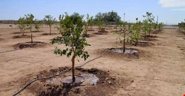 تهیه سند پشتیبان طرح «کاشت یک میلیارد نهال برای احیای جنگلها»/ ۳۰۰ میلیون نهال برای زارعت چوب