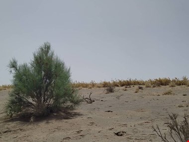 حذف مالچ «نفت کوره» از دستورکار/ ایجاد ۵۰۰۰ کیلومتر بادشکن در پهنههای ماسهای