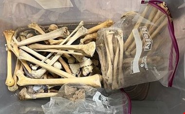 ماجرای وحشتناک زنی که قسمت های مختلف بدن مرده ها را می فروخت+ عکس