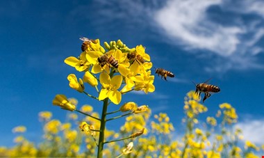۹۷۰ میلیارد تومان از مطالبات کلزاکاران پرداخت شد
