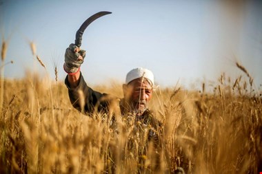 قیمت خرید تضمینی گندم به ۱۷ هزار تومان اصلاح می شود؟ / کشاورزان کوتاه نمیآیند