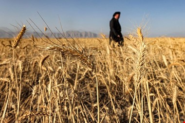 گندمکاران به رهبری شکایت می‌برند/ شورای قیمت‌گذاری تا دقایقی دیگر تشکیل جلسه می‌دهد