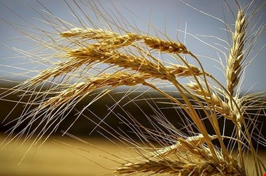 تخلفات آشکار قانونی در فرآیند قیمت‌گذاری گندم