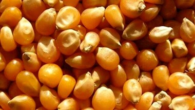 آغاز عرضه ذرت با نرخ مصوب در سامانه بازارگاه/ تولیدکنندگان برای دریافت سهمیه اقدام کنند