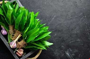 معجزه ای به نام سیر کوهی! + آشنایی با ۳۰ خواص گیاه «والک» یا سیرکوهی