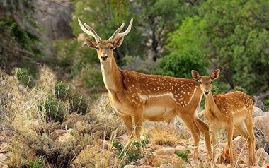 اولین گوساله گوزن زرد ایرانی متولد شد