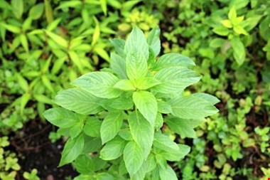 این گیاه نفخ شکم را درمان و به هضم غذا کمک میکند