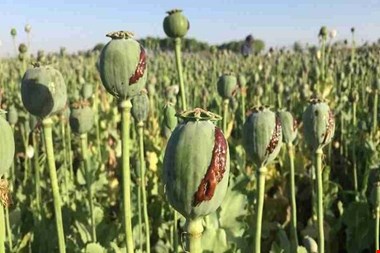کنکاش کشت خشخاش در ایران برای تولید داروهای حیاتی