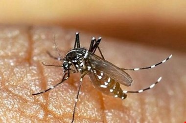 میرزاده : آمار ابتلا به تب دنگی در هرمزگان به ۵۰ نفر رسید
