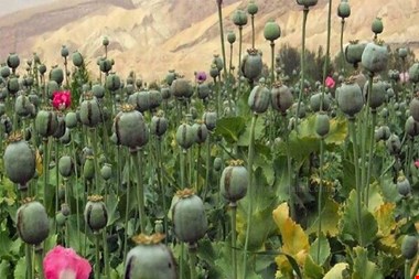 لزوم بازگشت به کشت قانونی خشخاش برای تولید دارو