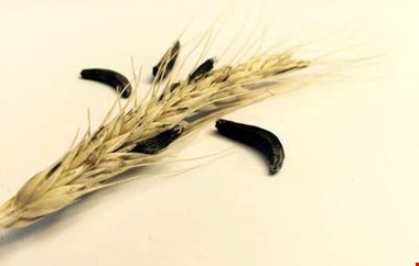 قارچی که دوای دردهای میگرنی است + عکس