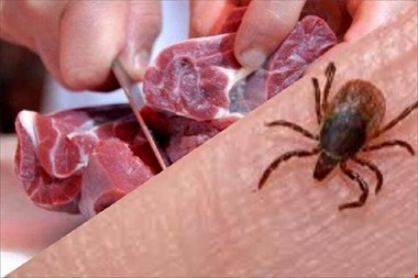 ذبح دام در منازل و معابر ممنوع!
