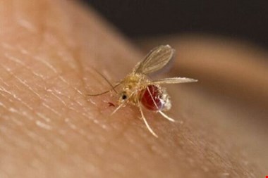 سالک یک بیماری پیچیده است