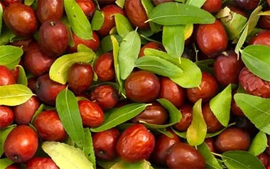 هسته این میوه خواب آور و مخدر است!