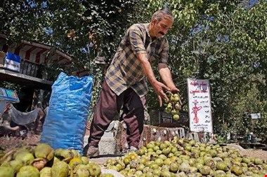 احمدپور: جنوب کرمان نیازمند تحول در برداشت و فرآوری گردو است