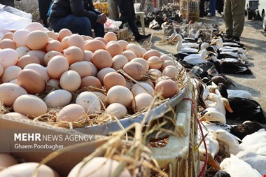 نبض بازار در مازندران می زند؛ وفور کالاها در کنار گرانی