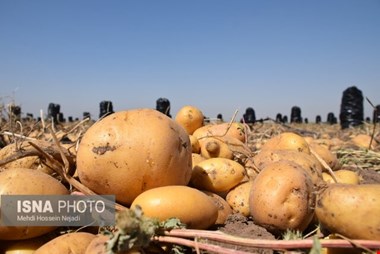چگونگی سنجش ایمنی مواد غذایی در کشور/لزوم شناسنامه‌دار شدن زمین‌های کشاورزی