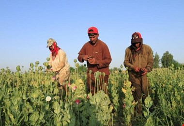 راهبرد ایران برای مقابله با تولید موادمخدر؛ آمادگی برای اجرای «کشت جایگزین» در افغانستان
