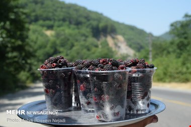 میوه‌های جنگلی؛ طلای پائیزی مازندران